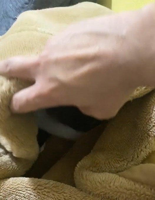 出所：@00shitemita