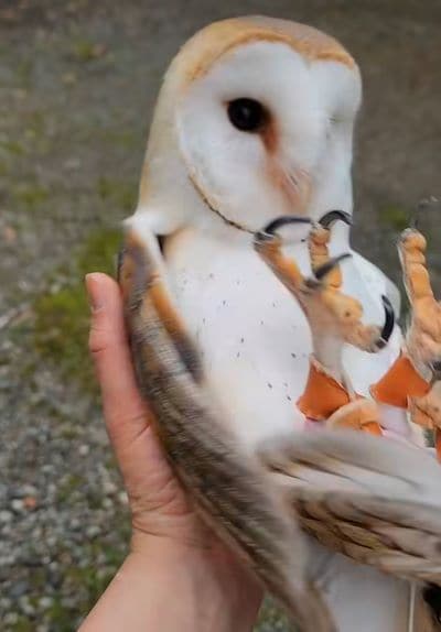 出所：@miki4wan108