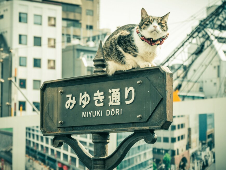 Pabkov/shutterstock.com