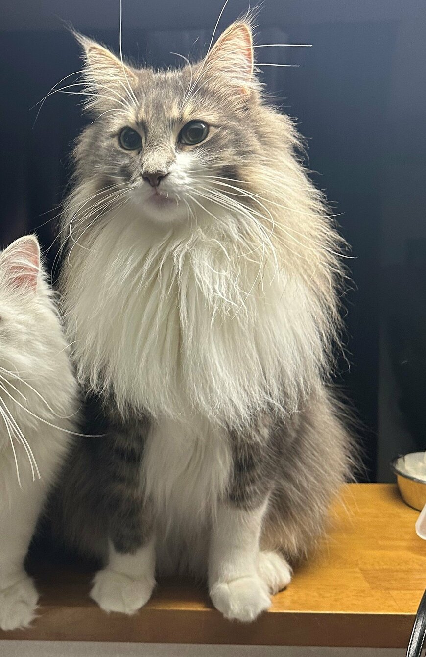 出所：@NEKOLAND13