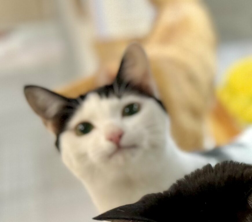 【癒やし】猫ちゃんが「ムッ」こちらを見つめてふくれた表情をしたに2.5万いいね
