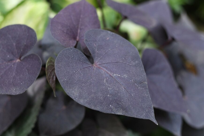 A. HAQUE/shutterstock.com