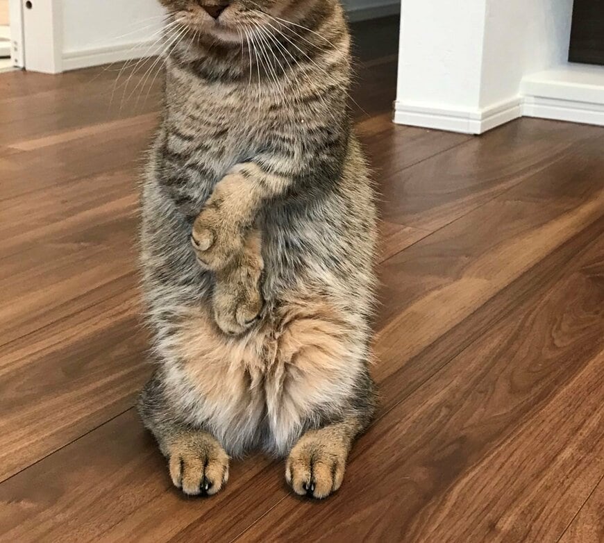 出所：@ponpokopontanu