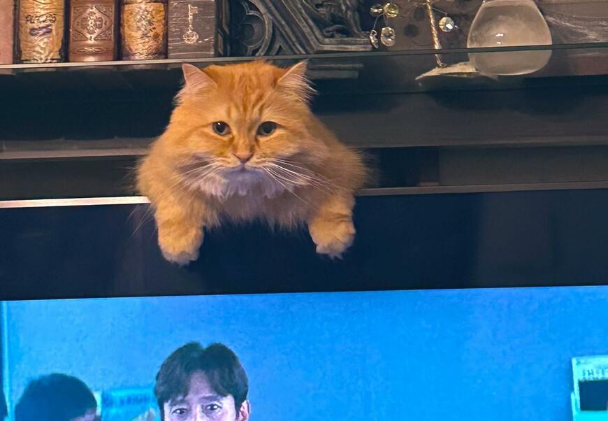 出所：@NEKOLAND13