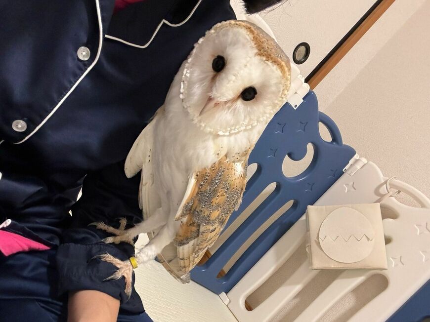 【甘えん坊なフクロウ】飼い主さんと一緒にいたい！可愛い仕草にみんながメロメロ