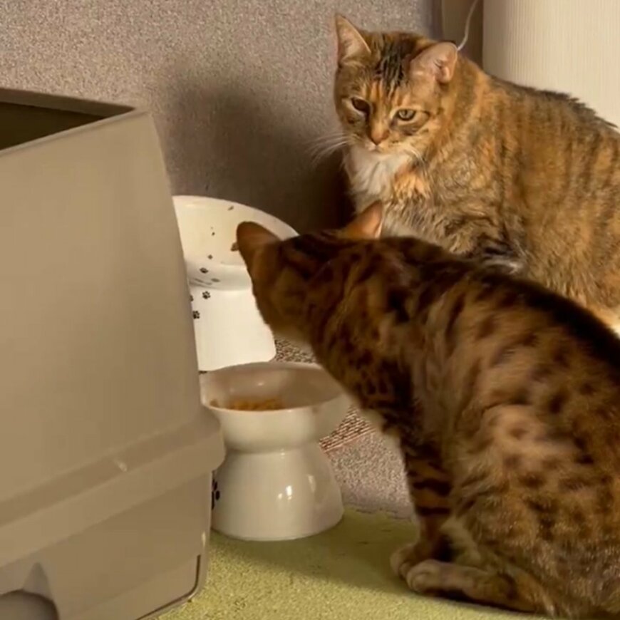 出所：@umenoconbu21