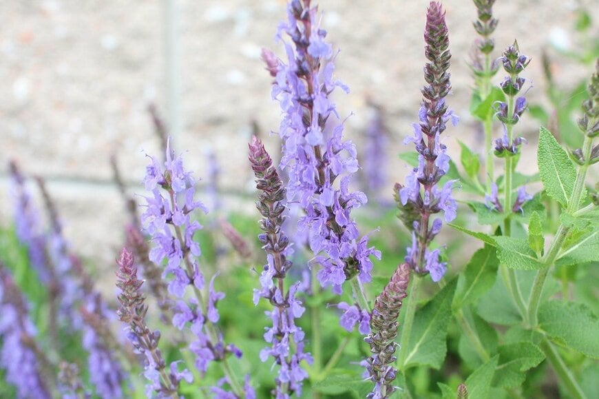 うちの庭に植えてよかった！植えっぱなしで毎年《いい香りのかわいい花が咲く》癒しのハーブ5選