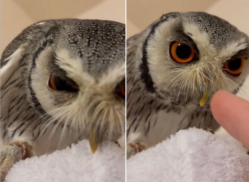 出所：@purinon2929k