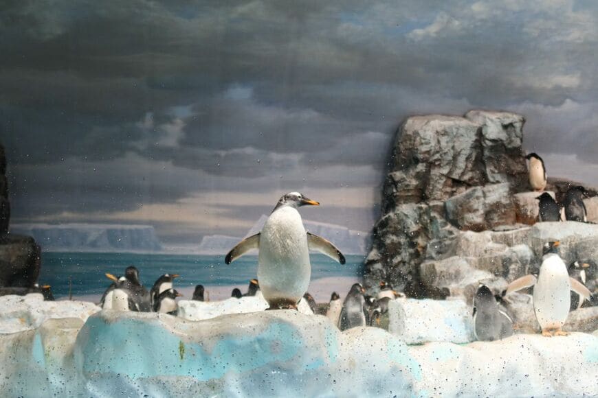 名古屋港水族館の閉館15分前に「ペンギン」を撮影 ホラーな表情に笑ってしまう！