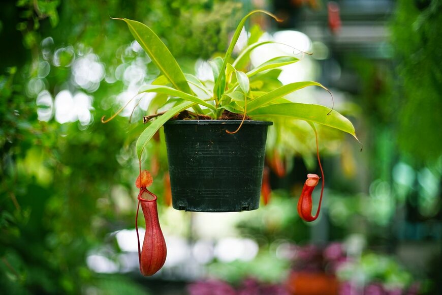 Suwichanon Mahahing/Shutterstock.com