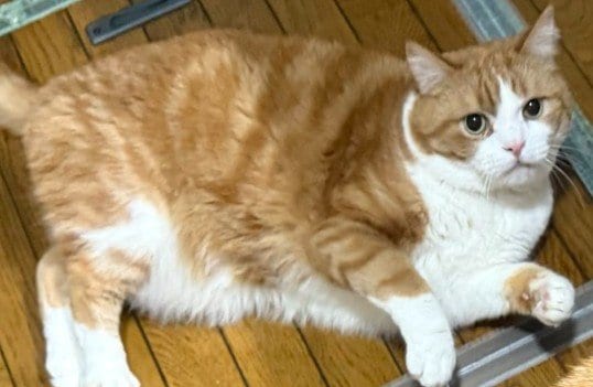 「朝ごはんっ！」ふくふくの猫ちゃんの全力の「お腹空いたアピール」が可愛すぎる