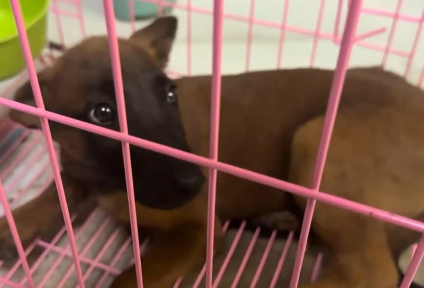 交通事故で骨盤を骨折し「立てなくなった子犬」を救出　約1か月の治療で完全回復し「新しい家族」のもとへ