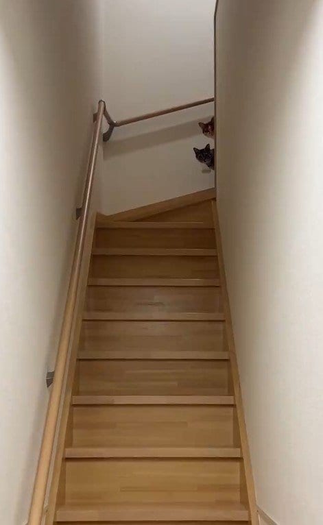 出所：@totomaru_hanmi