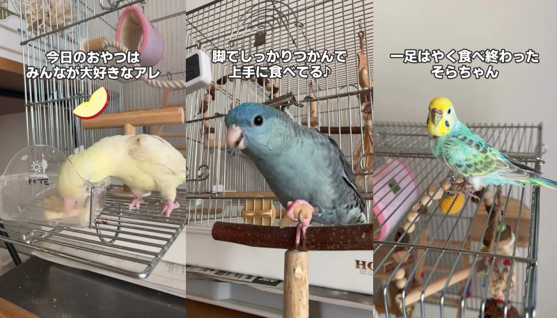 出所：@daiinkoteikoku_soraoto