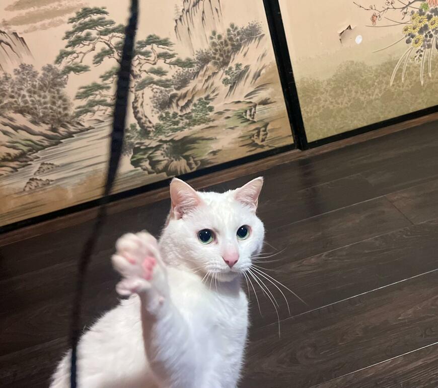 「遊ぼう」とお誘いしてきた猫　まさかの素振りに思わず笑ってしまう
