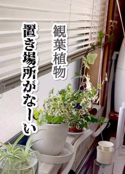 「センスを感じる！」観葉植物の置き場がなくて困る→100均のアイテムを使ったママのアイディアに絶賛の声「天才とお呼びします！」