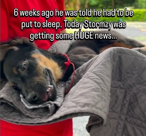 交通事故で頭にケガを負った犬、医師に「楽にする」ことを提案されていたことが信じられない回復ぶりに驚きと感動！