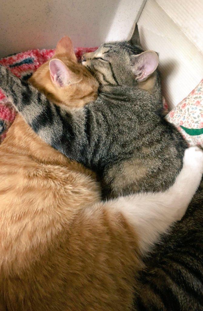 出所：@mero627puri914