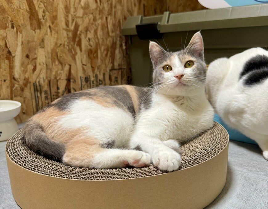 出所：@omochi_nam01