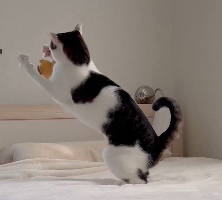 出所：@Saeroyi_cat