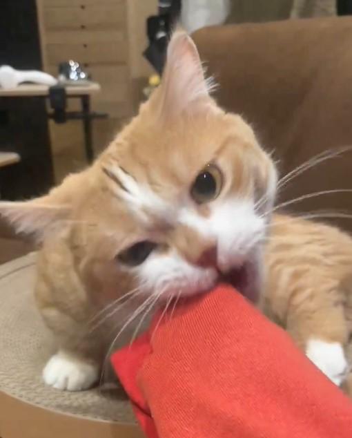 出所：@kotaro_0315