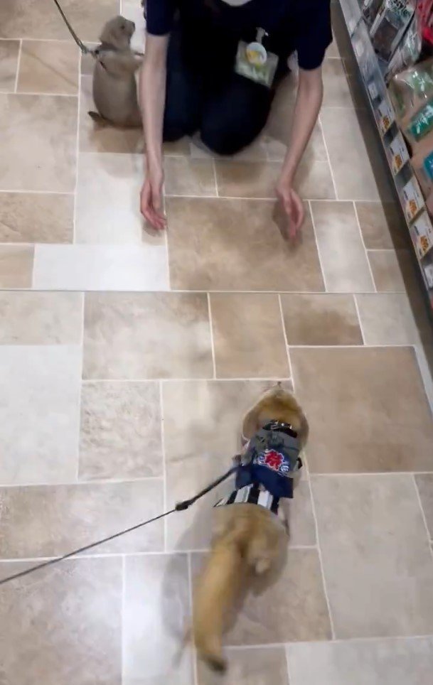 店員さんとフェネック