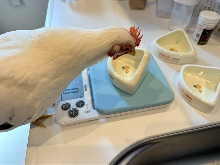 ご飯を食べようとする鶏