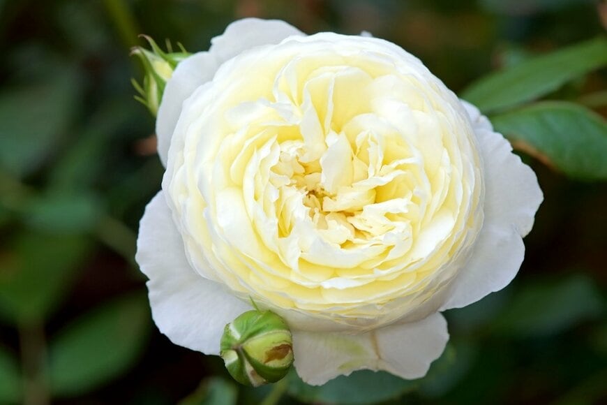 淡いクリーム色の花を咲かせている、クレア・オースチン