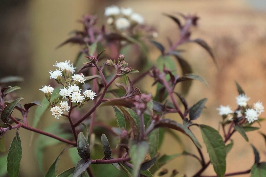 白い花を咲かせている、ユーパトリウム・チョコレート。葉は銅色