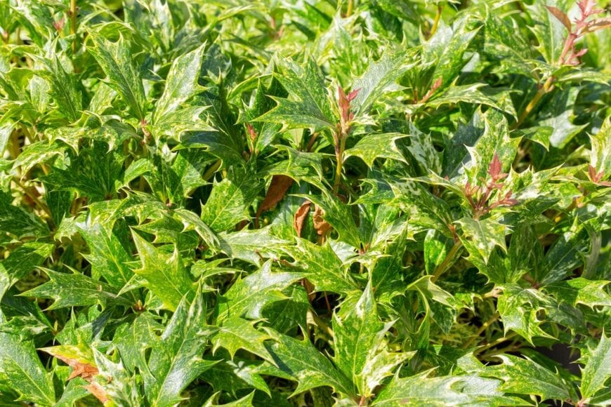 緑色の葉にクリーム色の斑がまだらに入っている、ヒイラギの葉