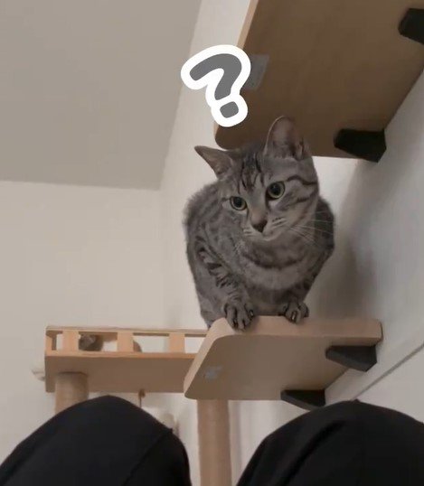 飛び込みたい猫