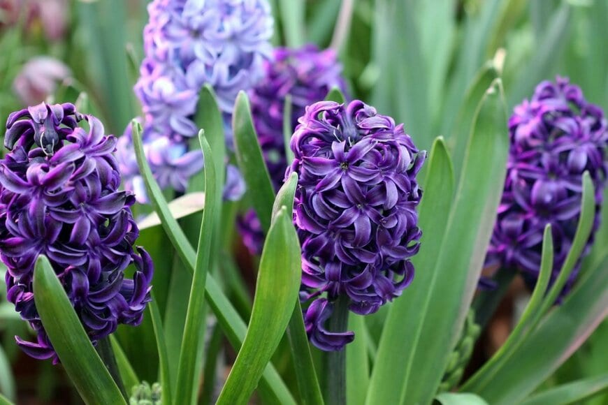 紫色の花を咲かせている、ヒヤシンス