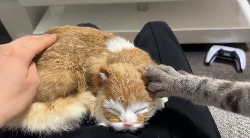 ぬいぐるみと猫