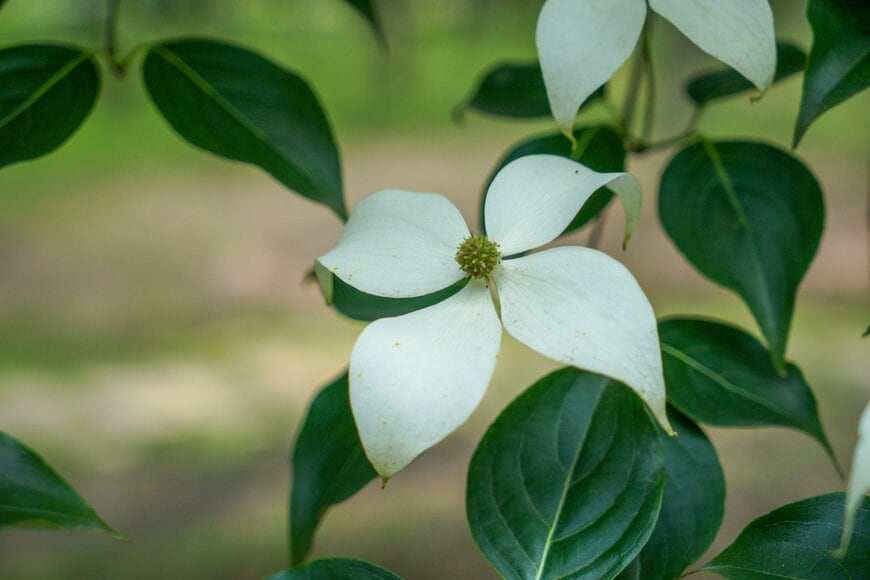 常緑ヤマボウシ