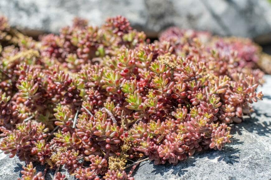 プクプクした突起。セダム。多肉植物。色は緑で先端がオレンジ。
