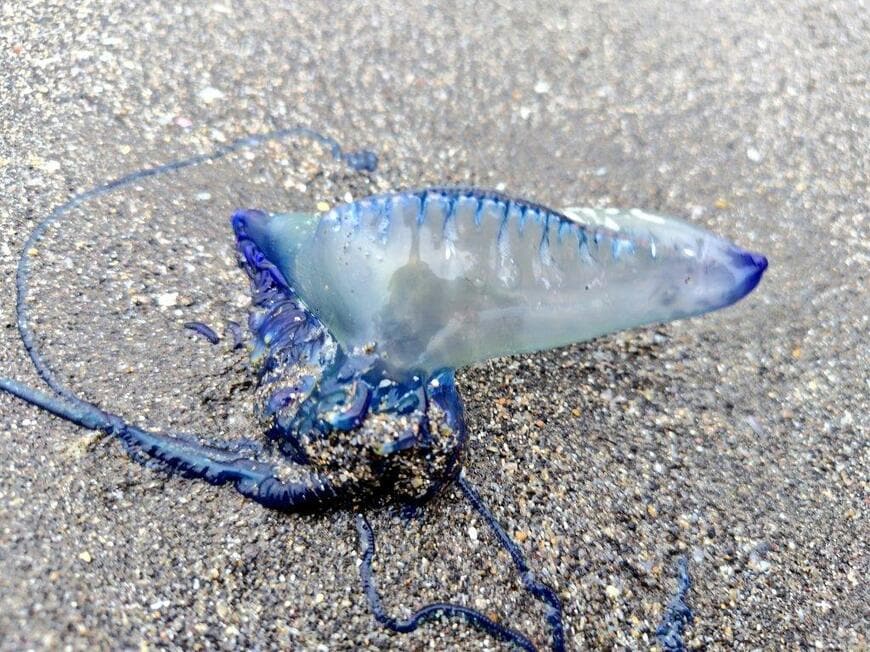 海岸で発見したカツオノエボシ