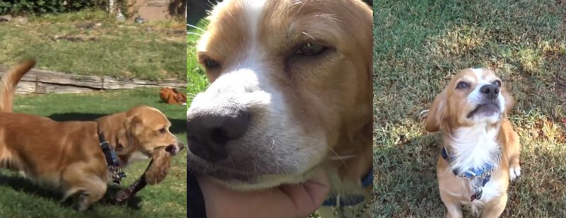 「どうして犬を捨てる人がいるんだろう」の声