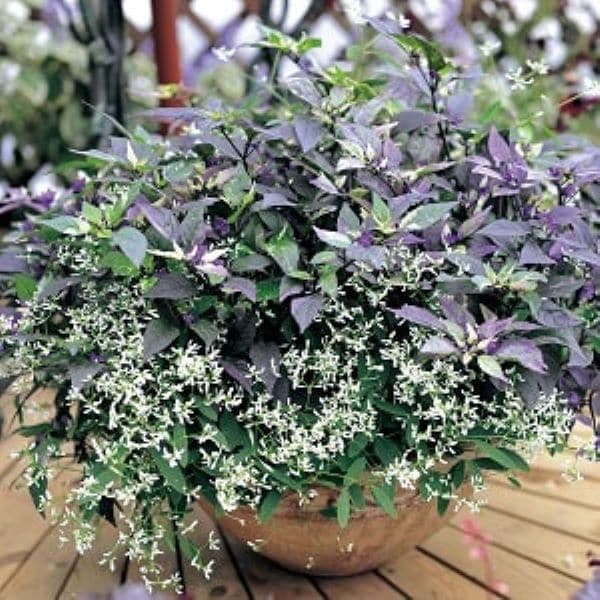 PROVEN WINNERS(R) ユーフォルビアダイアモンドフロスト