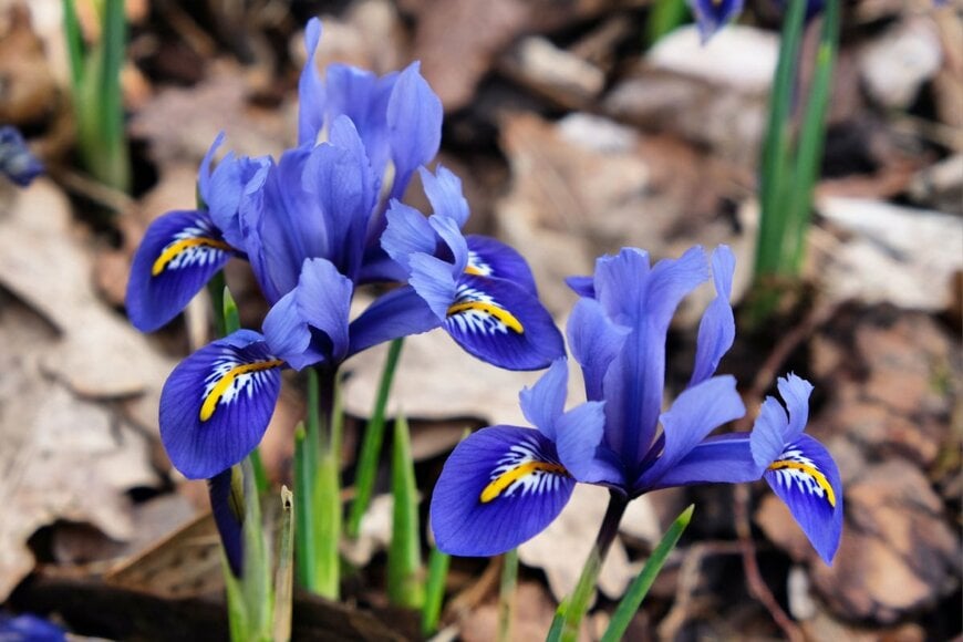 青紫色の花を咲かせている、アイリス・レティキュラータ