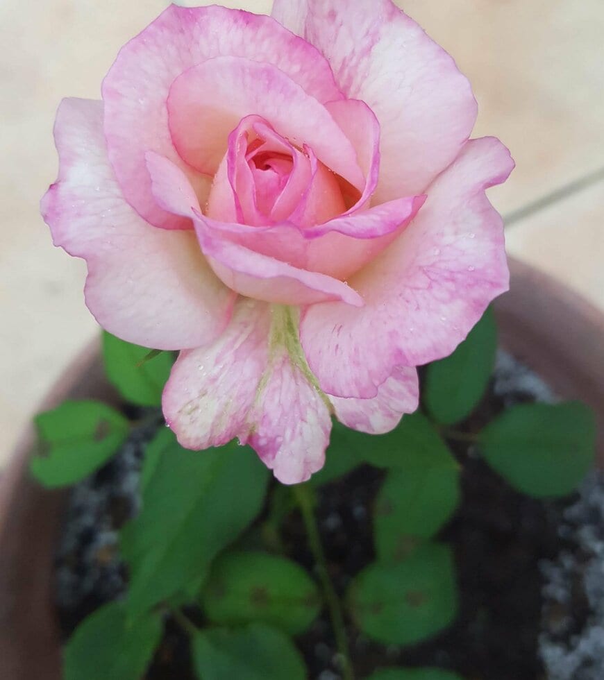 挿し芽で育てたバラの写真