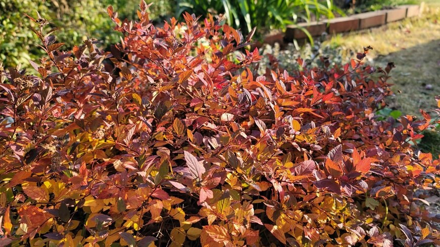 シモツケダブルプレイの紅葉