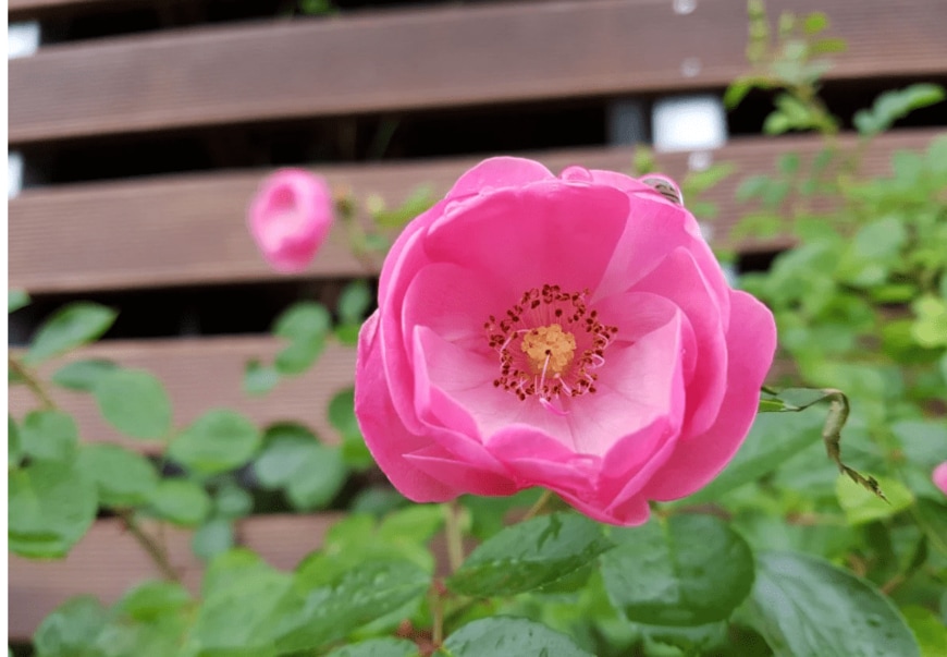 黄色いオステオスペルマムと、黄色と紫のネメシア