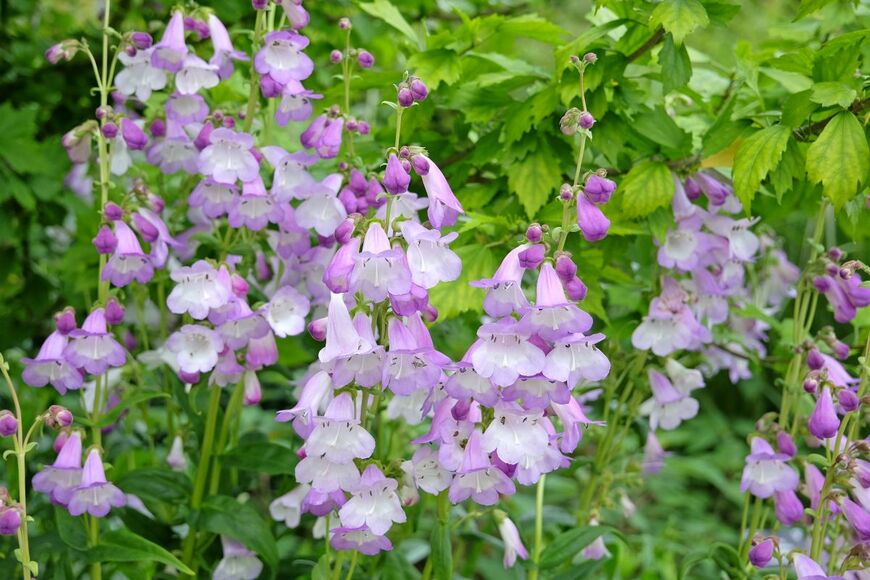 淡い紫のペンステモンの花々