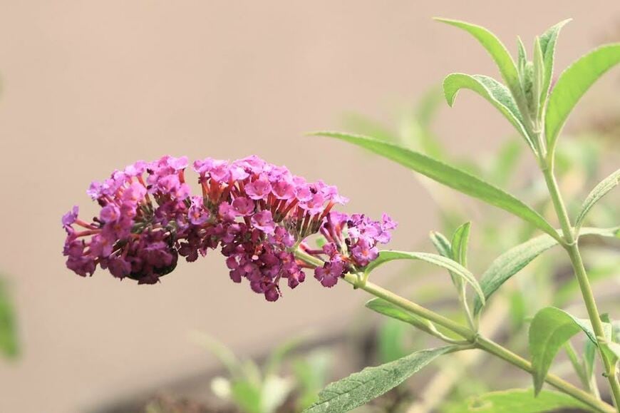 甘い香りのする穂状の花が優雅な「ブッドレア」