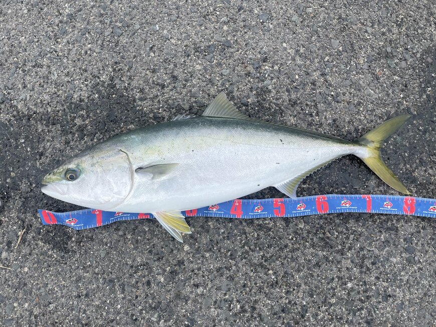 大阪市で釣ったブリ