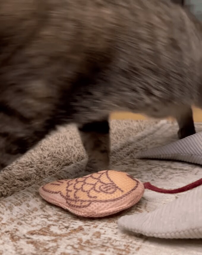 パパ大好きな猫