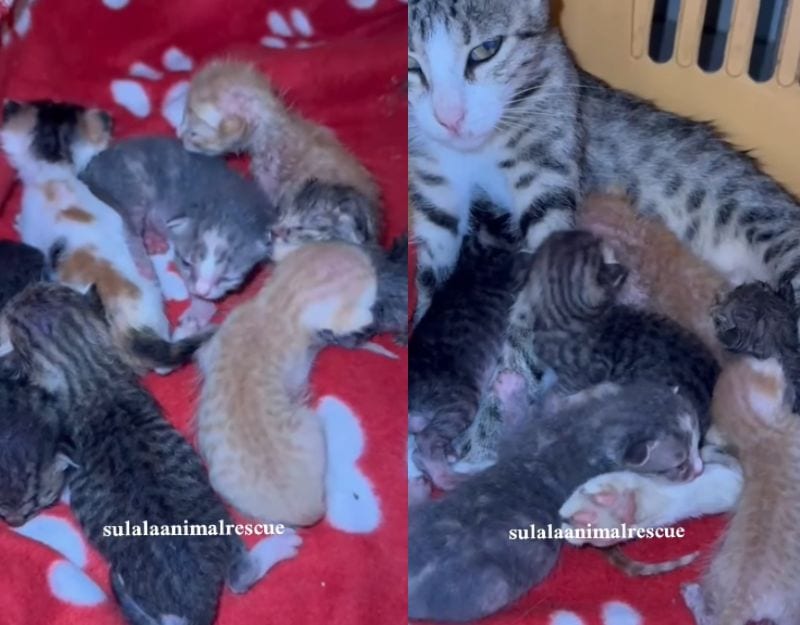 出所：<u><a href="https://www.instagram.com/p/DbQhj3-otTK/" target="_blank">@sulalaanimalrescue</a></u>