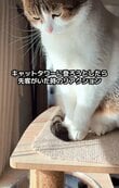【リアクション】キャットタワーにのぼる猫ちゃん、先客がいたことに気付くと…？！