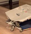 「ねこをダメにする紙袋」に入ってしまった猫　横から見た図に思わず悶絶