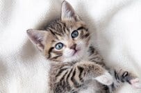 65歳以上シニア「おひとりさま世帯」の割合が夫婦世帯を上回る…「家計収支・年金額・貯蓄額」はいかほどか